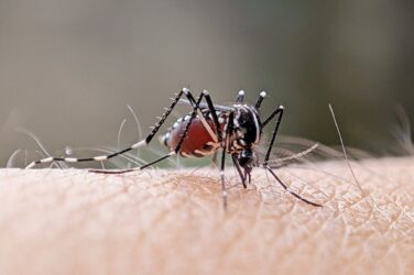 Warnings of rising cases of dengue fever in European countries